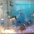 16 x Frontosa burundi cichlids prefect size for breeding mainly female