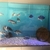 16 x Frontosa burundi cichlids prefect size for breeding mainly female