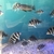16 x Frontosa burundi cichlids prefect size for breeding mainly female