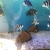 16 x Frontosa burundi cichlids prefect size for breeding mainly female