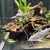 Pimelodus Pictus x6 at 5-6”