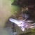 4 tiger barbs 1 albino tiger barb and 1 angel fish