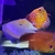 Discus for sale