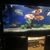 Predatory fish