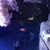 Red Sea Max S650 + 4 Hydra 26 HD LEDs £2995