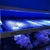 Red Sea Max S650 + 4 Hydra 26 HD LEDs £2995