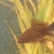 Free - Small black goldfish