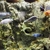 Mbuna for sale