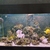 400 L reef fish tank