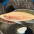 paracyprichromis nigripinnis blue neon albino