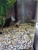 £20 Complete Small Tropical Aquarium Setup