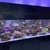100kg of real reef rock live rock will split