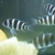 Frontosa young ALL SOLD