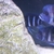 Frontosa young ALL SOLD