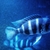 Group of 6 Cyphotilapia Gibberosa (Kalolo)