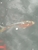Koi Carp For Sale