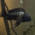 Free Tropheus to good home (Now all gone)