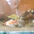 25x 6 inches to 12 inches Golden Carp and long fin goldfish £10 each to clear