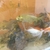 25x 6 inches to 12 inches Golden Carp and long fin goldfish £10 each to clear