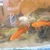 25x 6 inches to 12 inches Golden Carp and long fin goldfish £10 each to clear