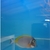 Powder blue tangs , brown salfin tang.