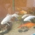 Job lot of 20X 6 - 12 inches Mirror Carp and long fin goldfish £60