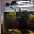 Clouded archer fish, Toxotes blythii