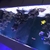 Marine Fish for sale