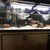 Selling tank plus beautiful fish