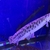 Stunning 16 inches Florida Gar