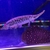 Stunning 16 inches Florida Gar