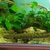 Polypterus teugelsi