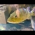 xingu peacock bass for sale