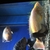 Red bay snook