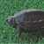 4 week old Reeves Turtle Hatchlings for slae