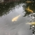 16 x 8cm - 20cm good quality koi for sale