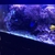 Complete Aquarium and Livestock For Sale
