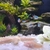 Tropical fish