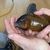 WC PETROCHROMIS SP . RED BULU POINT ......... X 2 MALES LEFT ### DELIVERY AVAILA