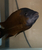 WC PETROCHROMIS SP . RED BULU POINT ......... X 2 MALES LEFT ### DELIVERY AVAILA