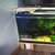 5 large Geophagus abalios