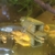 L144 lemon bristlenose from 1 to 3.5 inch £4 - £15
