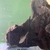 Snow White bristle nose pleco