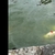 Large koi for sale