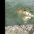 Large koi for sale