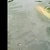 Large koi for sale