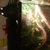Chinese water dragon