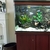 SHEFFIELD Full malawi MBUNA 300 litre set up inc cabinet £380 ...25 x fish