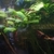 Endler guppies