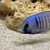 African Cichlid Juveniles and Bristlenose Plecos
